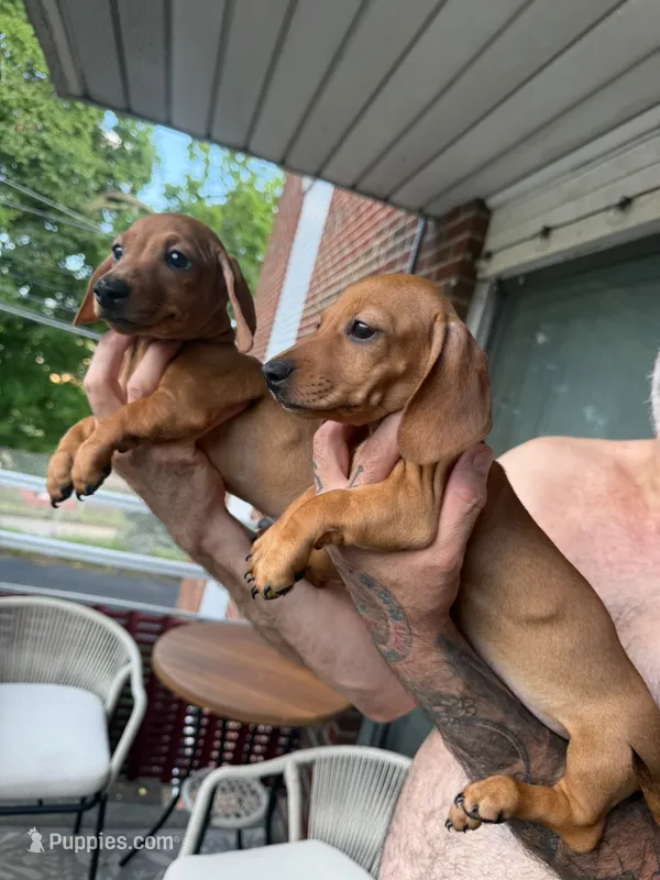 ? And? – Miniature Dachshund puppy for sale in Everett, MA