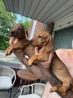 ? And?, a male Miniature Dachshund for sale in Everett, MA – 1 of 3