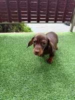 ? And ?, a male Dachshund for sale in Everett, MA – 3 of 3