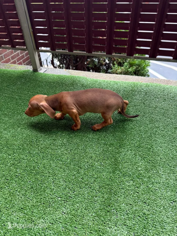 ? And? – Miniature Dachshund puppy for sale in Everett, MA