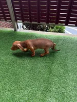 ? And?, a male Miniature Dachshund for sale in Everett, MA – 2 of 3