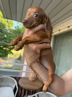 ? And?, a male Miniature Dachshund for sale in Everett, MA – 3 of 3