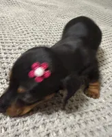 Lyla, a female Dachshund and Miniature Dachshund for sale in Everett, MA – 4 of 10
