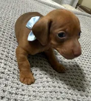 Lyla, a female Dachshund and Miniature Dachshund for sale in Everett, MA – 7 of 10
