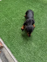 Tobias, a female Dachshund for sale in Everett, MA – 3 of 3