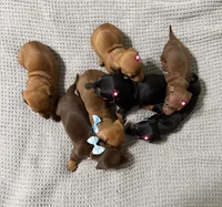 Lyla, a female Dachshund and Miniature Dachshund for sale in Everett, MA – 3 of 10