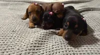 Lyla, a female Dachshund and Miniature Dachshund for sale in Everett, MA – 6 of 10