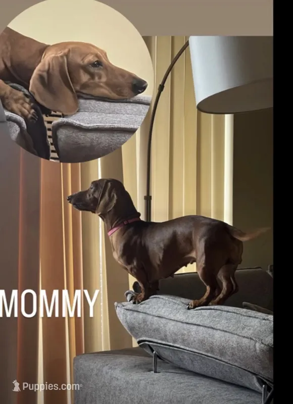 Lyla – Dachshund, Miniature Dachshund puppy for sale in Everett, MA