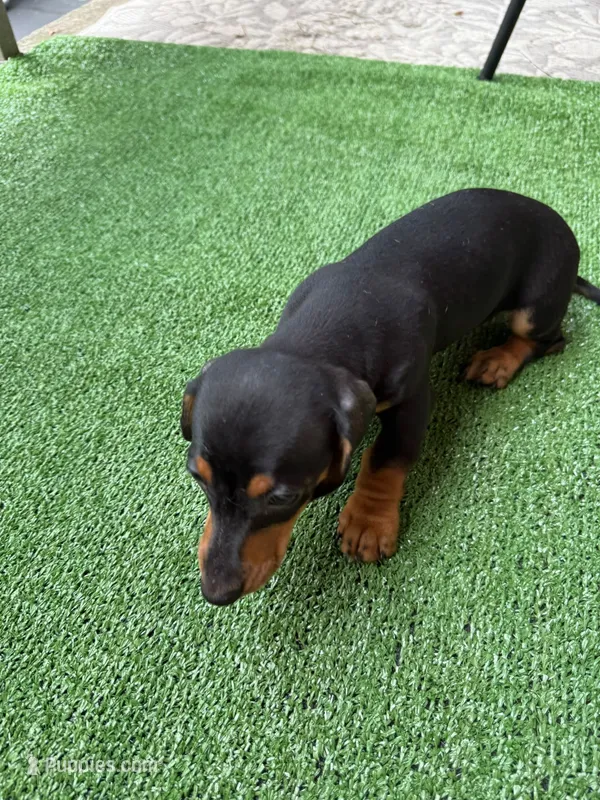 Tobias – Dachshund puppy for sale in Everett, MA