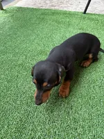 Tobias, a female Dachshund for sale in Everett, MA – 1 of 3