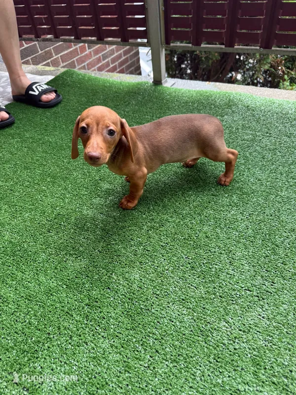 ? And ? – Dachshund puppy for sale in Everett, MA