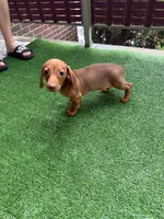 ? And ?, a male Dachshund for sale in Everett, MA – 1 of 3