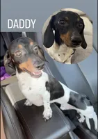 Lyla, a female Dachshund and Miniature Dachshund for sale in Everett, MA – 2 of 10