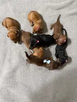 Lyla, a female Dachshund and Miniature Dachshund for sale in Everett, MA – 9 of 10