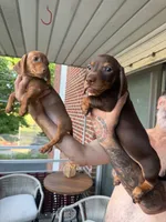 ? And ?, a male Dachshund for sale in Everett, MA – 2 of 3