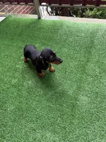 Lyla zyzi, a female Dachshund and Miniature Dachshund for sale in Everett, MA – 2 of 3