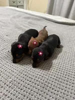Lyla, a female Dachshund and Miniature Dachshund for sale in Everett, MA – 8 of 10