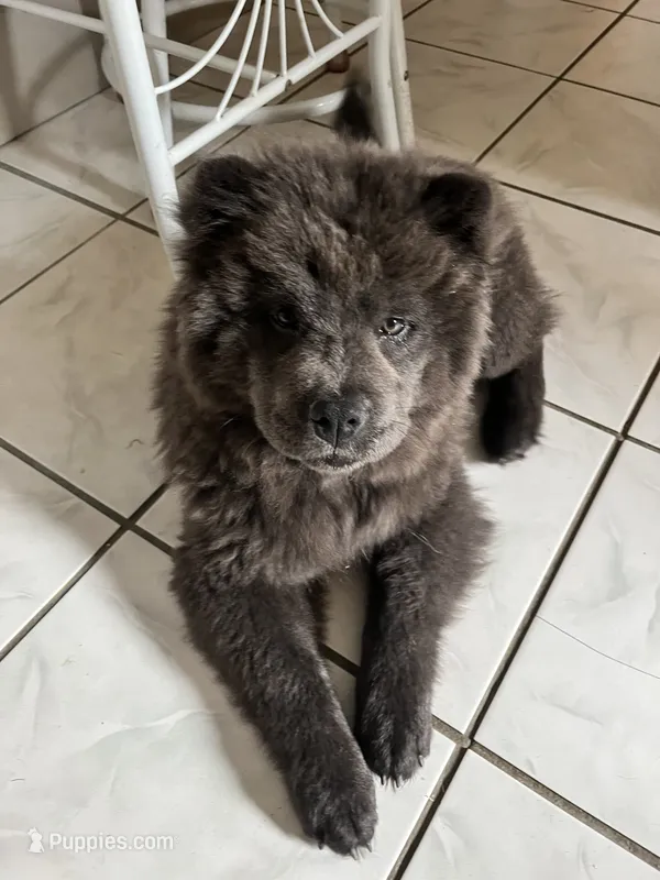  Blue  – Chow Chow puppy for sale in Belle Vernon, PA