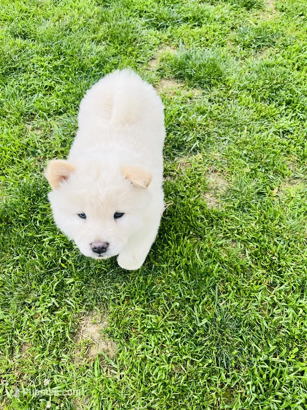 Cream 2 chow  – Chow Chow puppy for sale in Belle Vernon, PA