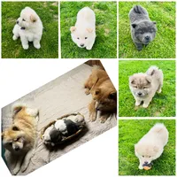 Cream 3 chow, a female Chow Chow for sale in Belle Vernon, PA – 2 of 2