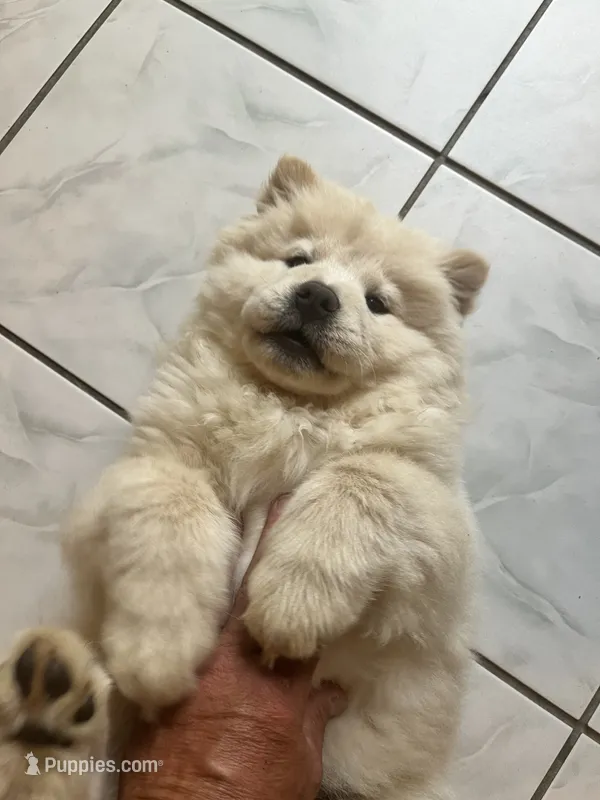 Cream 1 chow (the runt) – Chow Chow puppy for sale in Belle Vernon, PA