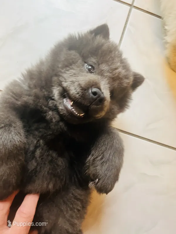  Blue  – Chow Chow puppy for sale in Belle Vernon, PA