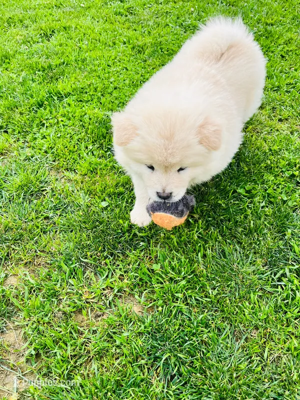 Cream 3 chow – Chow Chow puppy for sale in Belle Vernon, PA