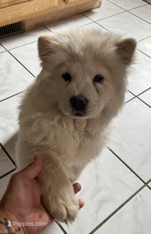 Cream 1 chow (the runt) – Chow Chow puppy for sale in Belle Vernon, PA