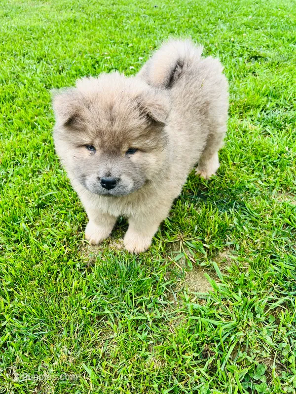 Cinnamon / Fawn- Chow  – Chow Chow puppy for sale in Belle Vernon, PA