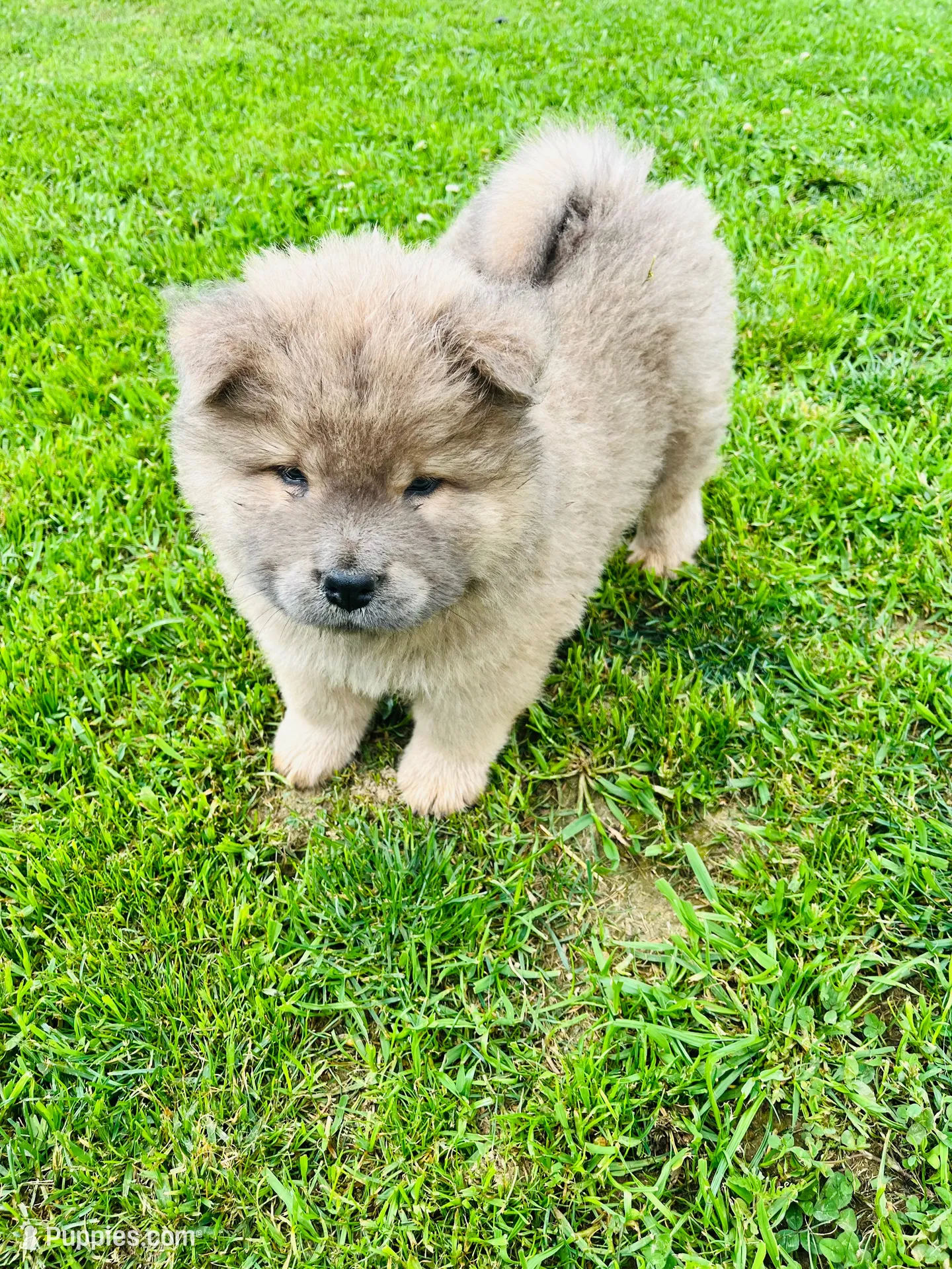 Cinnamon / Fawn- Chow , a male Chow Chow for sale in Belle Vernon, PA – 1 of 2