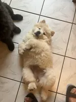 Cream 1 chow (the runt), a female Chow Chow for sale in Belle Vernon, PA – 4 of 8