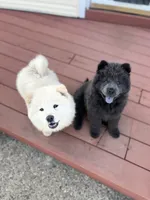  Blue , a female Chow Chow for sale in Belle Vernon, PA – 4 of 5