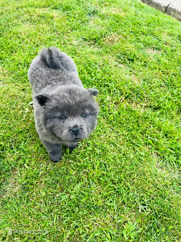 Blue  – Chow Chow puppy for sale in Belle Vernon, PA