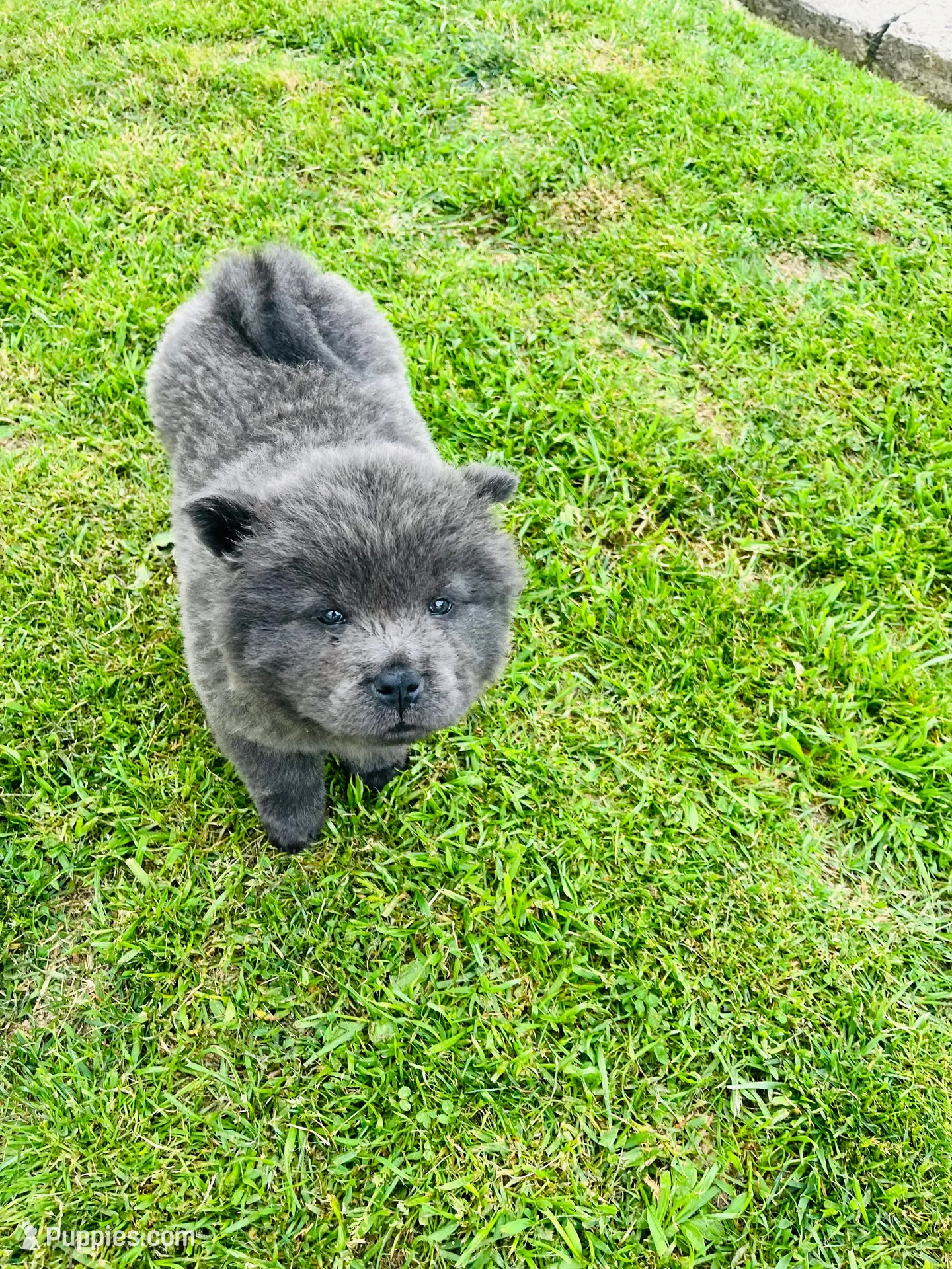 Blue , a female Chow Chow for sale in Belle Vernon, PA – 1 of 2