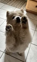 Cream 1 chow (the runt), a female Chow Chow for sale in Belle Vernon, PA – 2 of 8