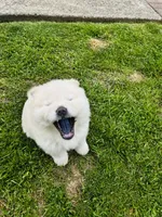 Cream 1 chow , a female Chow Chow for sale in Belle Vernon, PA – 3 of 3