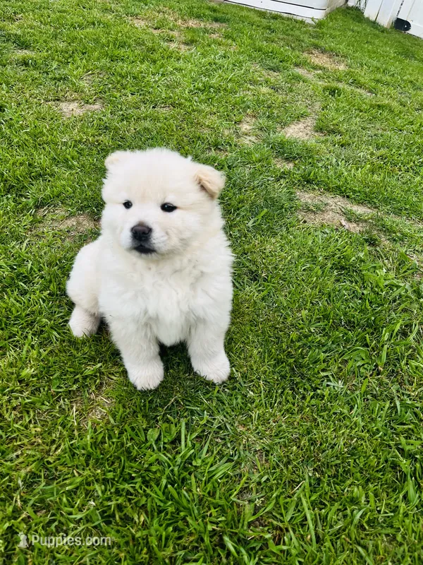 Cream 1 chow  – Chow Chow puppy for sale in Belle Vernon, PA