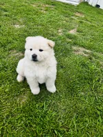 Cream 1 chow , a female Chow Chow for sale in Belle Vernon, PA – 1 of 3