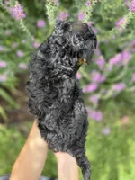 Peanut , a female Miniature Aussiedoodle for sale in Charles City, IA – 3 of 4