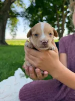 Honeybee , a female Miniature Aussiedoodle for sale in Charles City, IA – 6 of 7