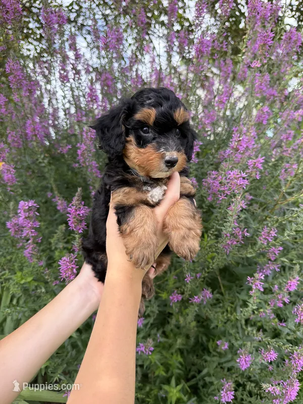 Jellybean – Miniature Aussiedoodle puppy for sale in Charles City, IA