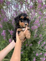 Jellybean, a male Miniature Aussiedoodle for sale in Charles City, IA – 1 of 6
