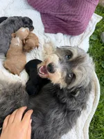 Iris, a female Miniature Aussiedoodle for sale in Charles City, IA – 5 of 9