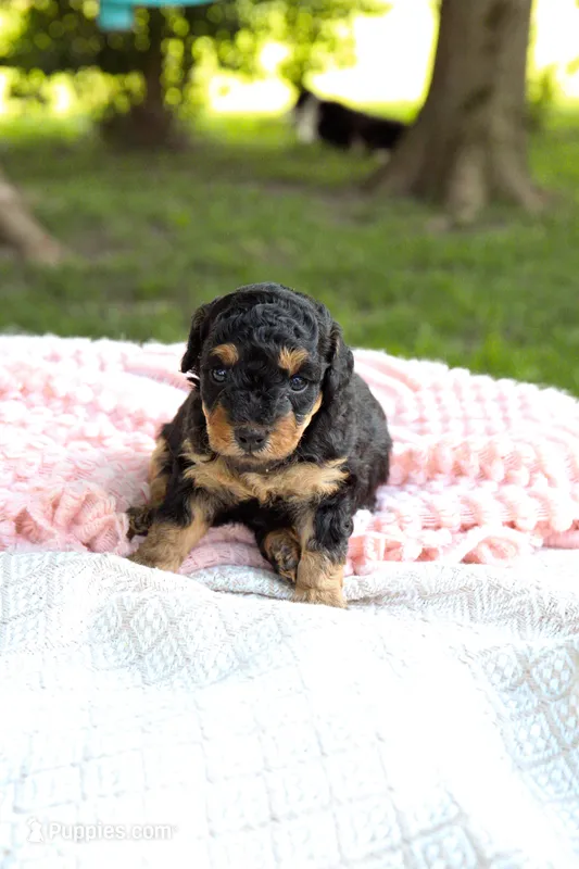 Lollipop  – Miniature Aussiedoodle puppy for sale in Charles City, IA
