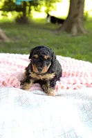 Lollipop , a female Miniature Aussiedoodle for sale in Charles City, IA – 1 of 6