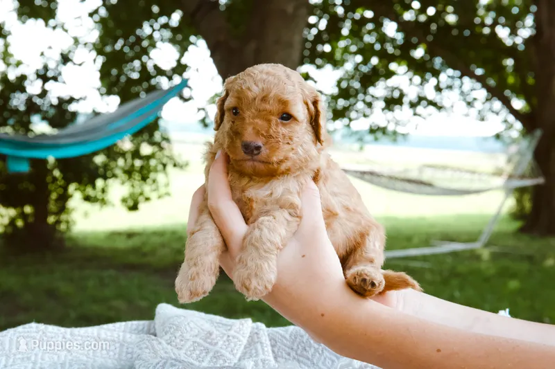 Mango – Miniature Aussiedoodle puppy for sale in Charles City, IA