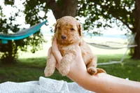 Mango, a male Miniature Aussiedoodle for sale in Charles City, IA – 1 of 8
