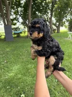 Lollipop , a female Miniature Aussiedoodle for sale in Charles City, IA – 3 of 8