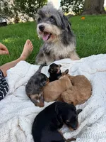 Iris, a female Miniature Aussiedoodle for sale in Charles City, IA – 9 of 9