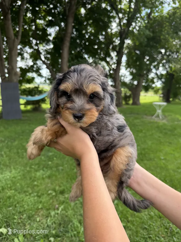 Iris – Miniature Aussiedoodle puppy for sale in Charles City, IA